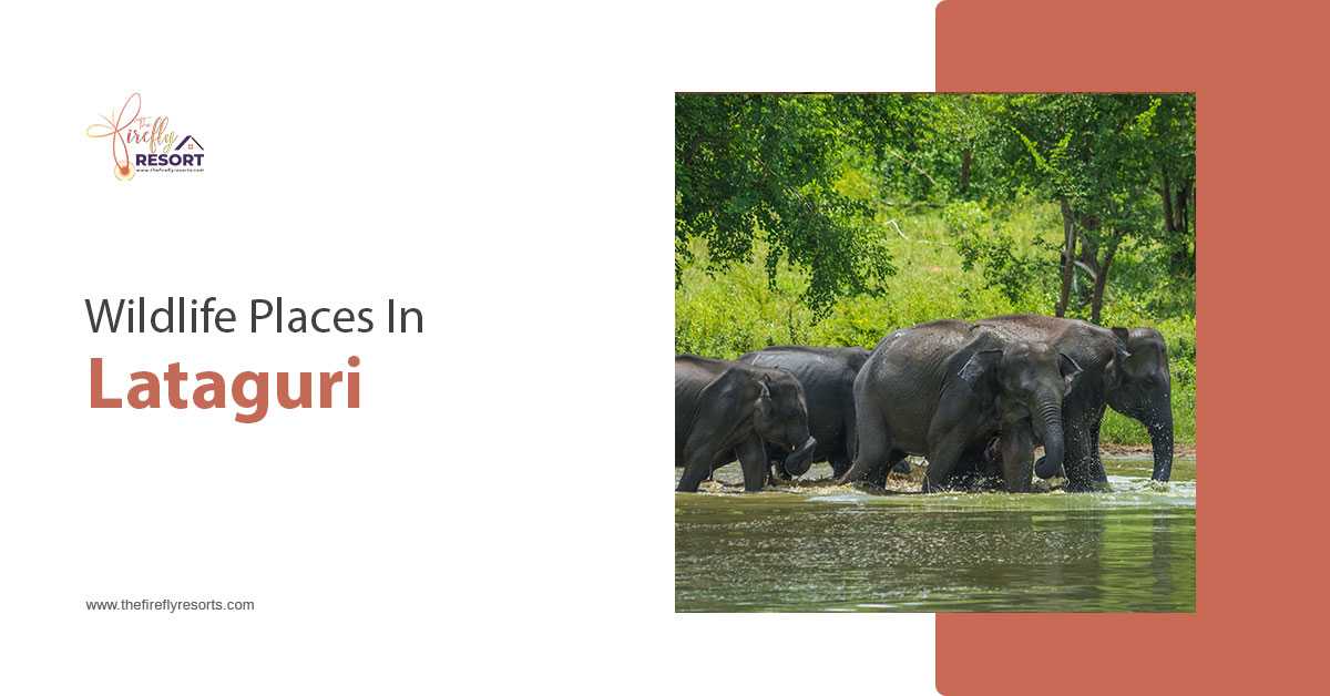 Exploring The Unmatched Flora And Fauna In Lataguri Dooars