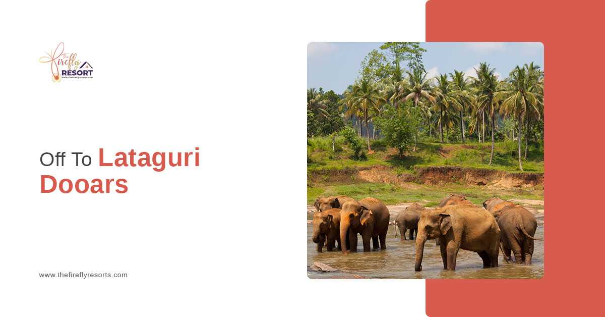 Exploring The Best Of Lataguri Wildlife