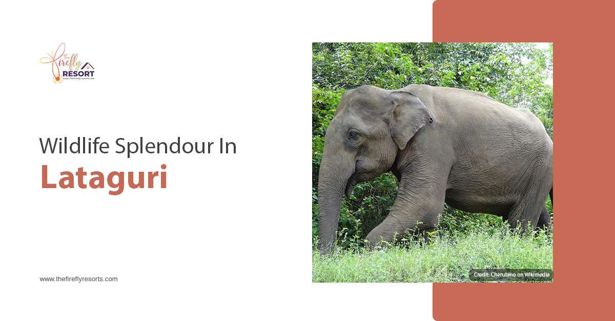 Witness The Stunning Wildlife In Lataguri