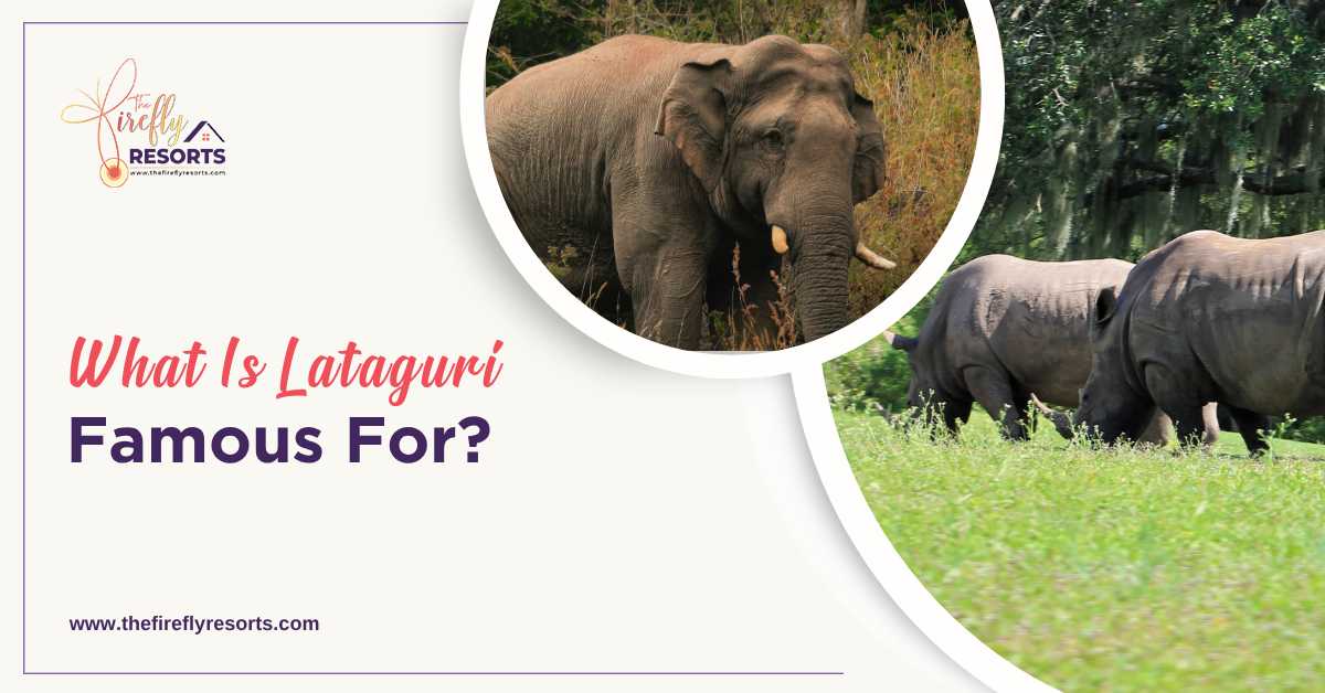What Is Lataguri Famous For?