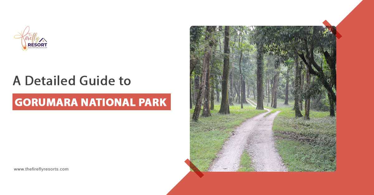 A Detailed Guide to Gorumara National Park