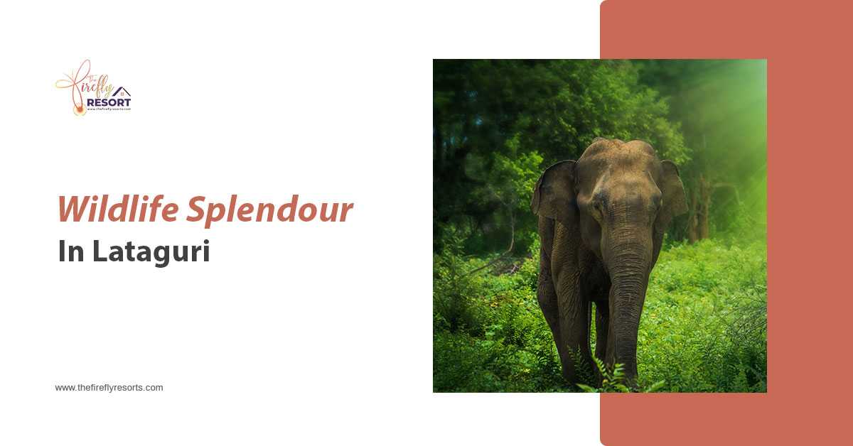 Touring Wildlife Places In Lataguri