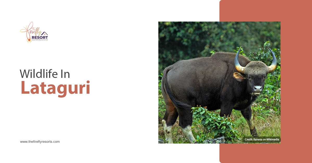 3 Best Wildlife Destinations Nestled In Lataguri