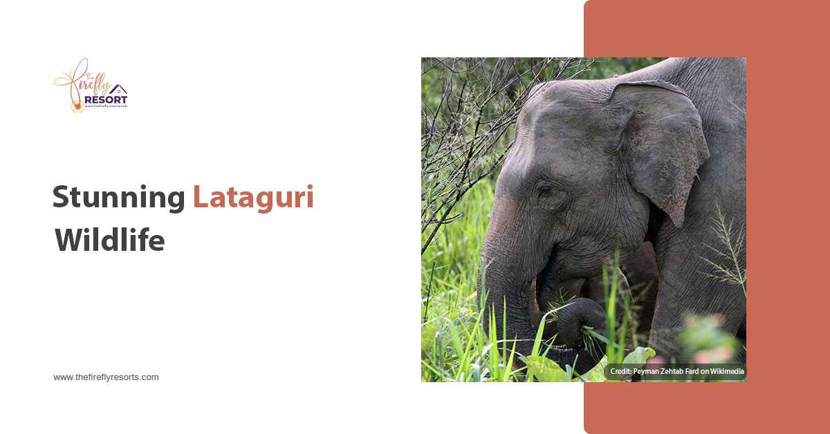 2 Best Wildlife Spots In Lataguri For Wildlife Holiday