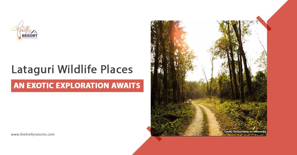 Best Homestay in Dooars