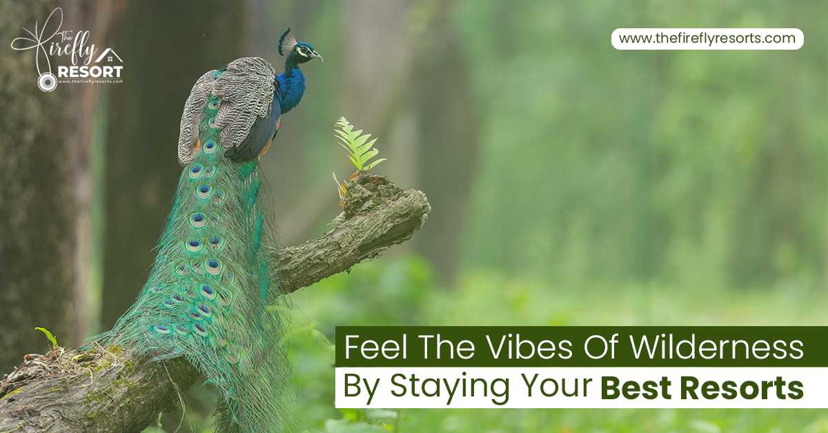Feel The Vibes Of Wilderness By Staying Your Best Resorts