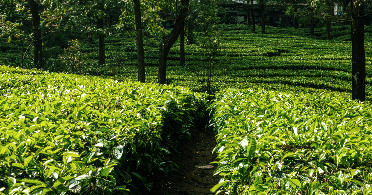 tea garden