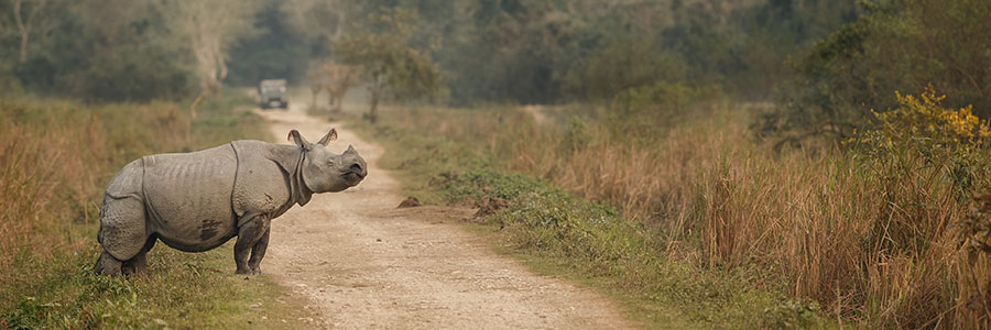 Indulge In A Thrilling Jungle Safari Indulge In A Thrilling Jungle Safari