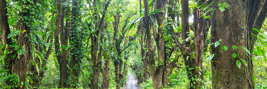 Jungle Safari