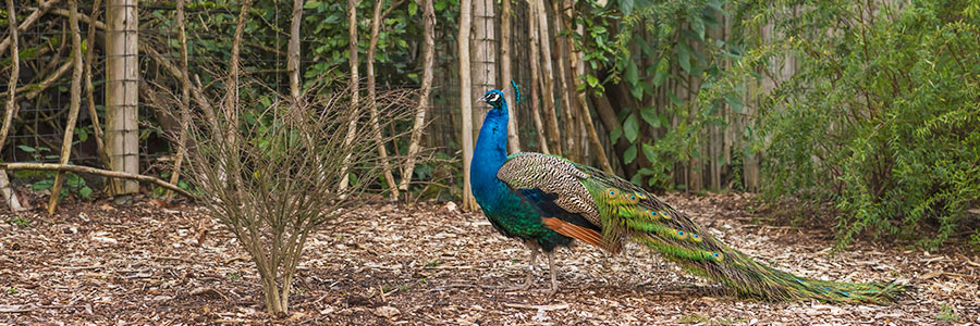 Birdwatching Experience Birdwatching Experience