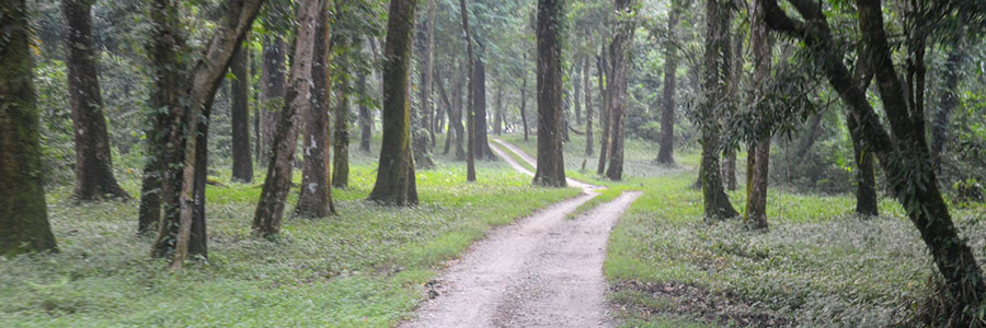 Forest Exploration at Chapramari Forest Exploration at Chapramari