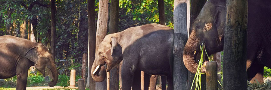 Gorumara National Park