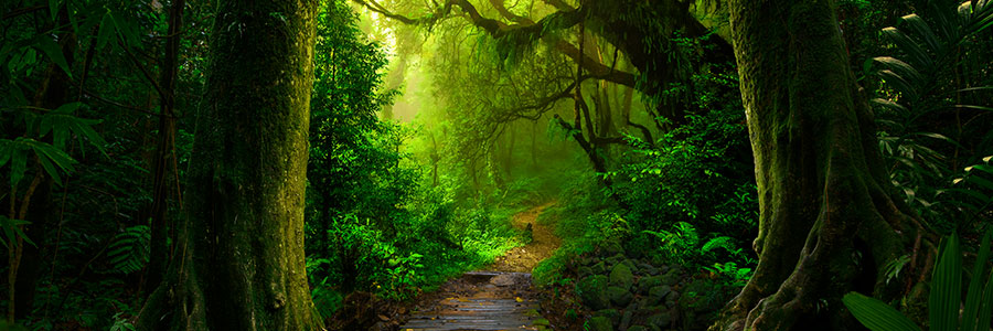 Trek Through The Pristine Natural Beauty Trek Through The Pristine Natural Beauty