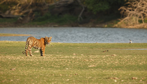 Gorumara National Park