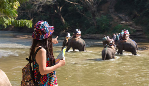 Safari Booking Assistance