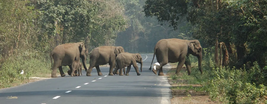 Tusker Den Forest Resort